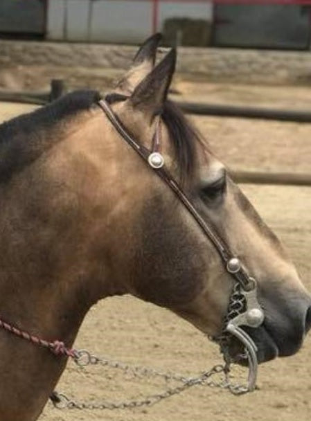 Horse Bit 7 Cheek , HerraduraDeOro - HerraduraDeOro