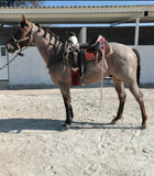 CANILLERAS NEGRAS PROFESSIONAL CHOICE.  BLACK SMB COMBO BOOTS , HerraduraDeOro - HerraduraDeOro