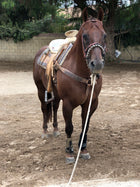 CANILLERAS NEGRAS TOUGH -1 MEDIANAS. TOUGH - 1 EXTREME VENTED SPORT BOOTS MEDIUMS , HerraduraDeOro - HerraduraDeOro